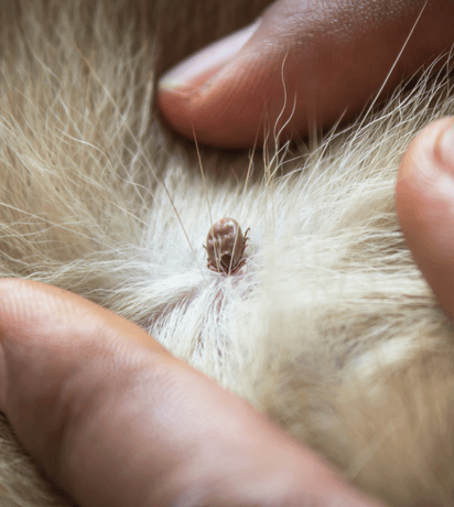 Preventing Parasites: Fleas, Ticks, and Worms